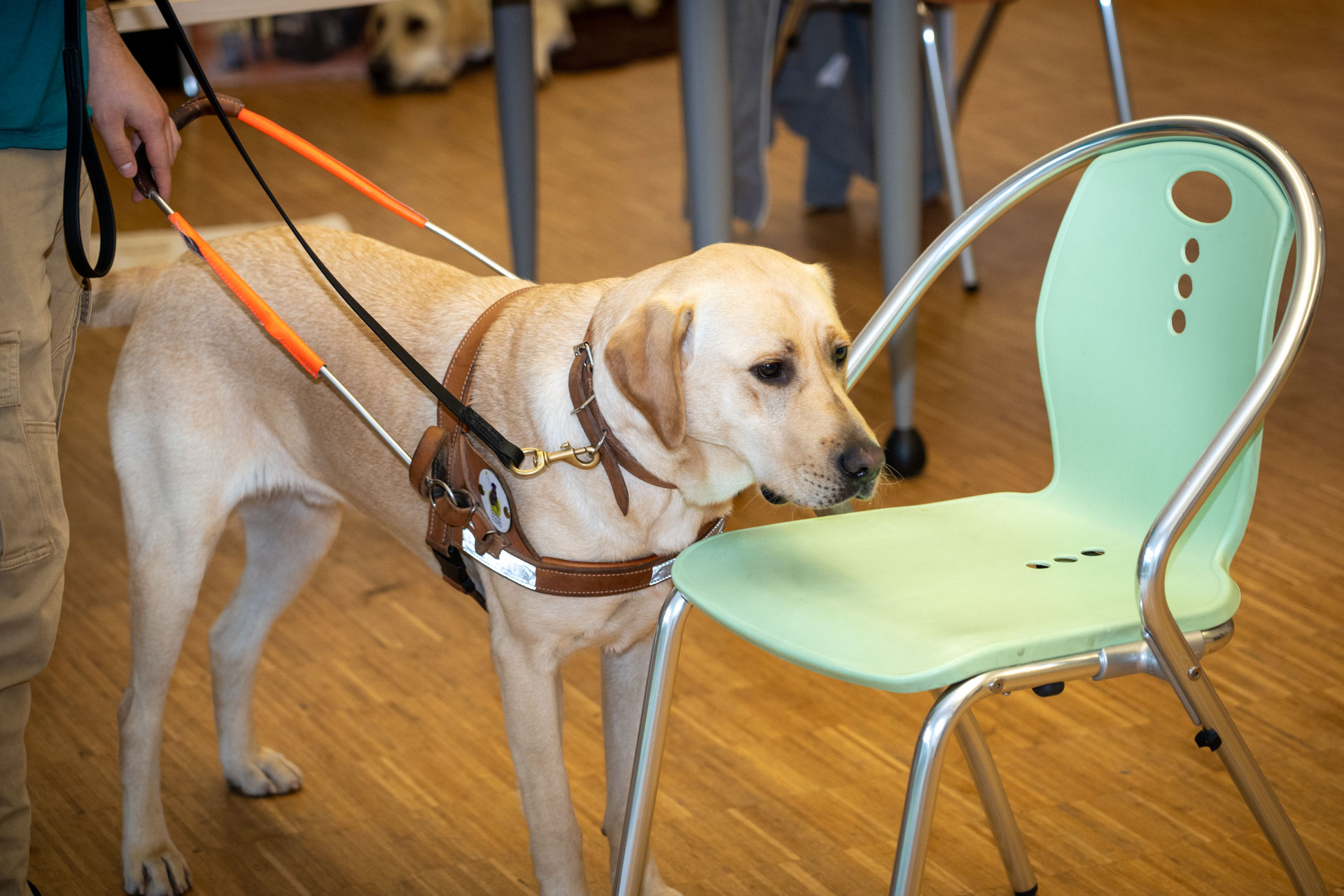 Démonstration des capacités d'un chien guide d'aveugles