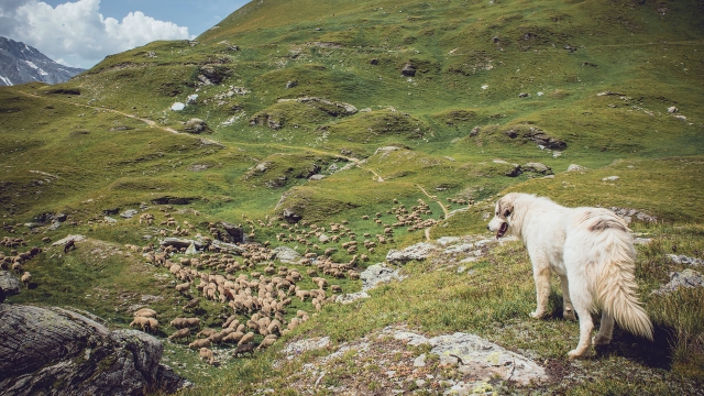 Protection des troupeaux contre la prédation du loup et de l’ours