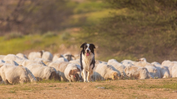 Protection des troupeaux contre la prédation : ouverture du téléservice de demande d’aide 2026