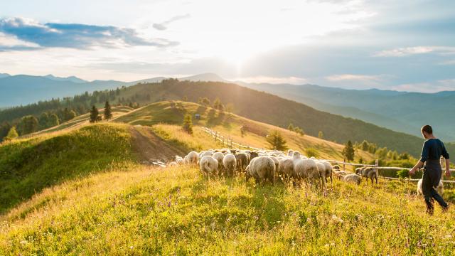 Versements PAC : 99% des agriculteurs ont reçu le solde de leurs aides