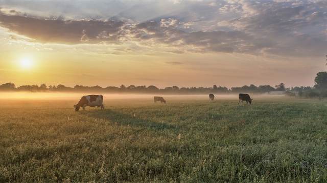 Versements PAC – décembre 2022 : 99% des agriculteurs ont reçu le solde de leurs aides