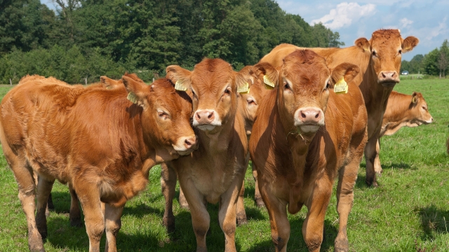 Telepac : ouverture de la campagne de télédéclaration des aides animales le 1er janvier 2024 