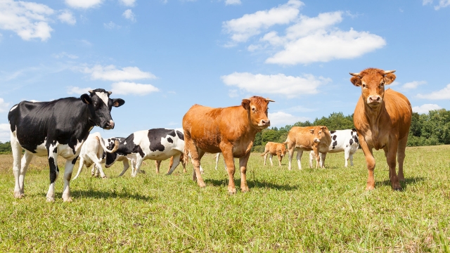 Télépac : la procédure de télédéclaration des aides animales pour la campagne 2025 est ouverte depuis le 1er janvier 