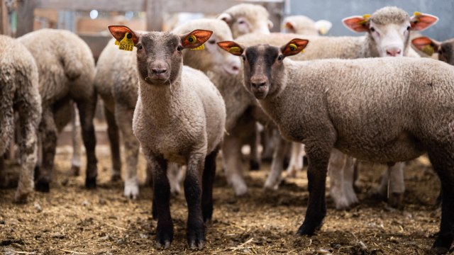 PAC 2025 : versement du solde des aides directes et de l’ICHN depuis le 3 décembre