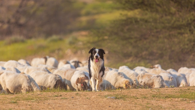 Protection des troupeaux contre la prédation : ouverture du téléservice de demande d’aide 2026
