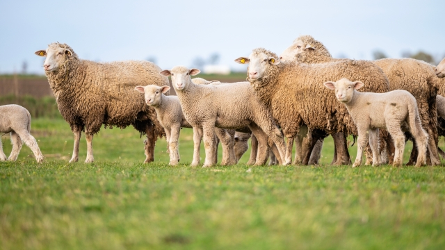 Telepac : derniers jours pour télédéclarer les demandes d’aides ovines et caprines ou petits ruminants 
